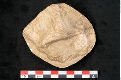 Foto (Detailansicht) von Acer pseudoplatanus L. (NHMW-GEO-2024-0188-11618)